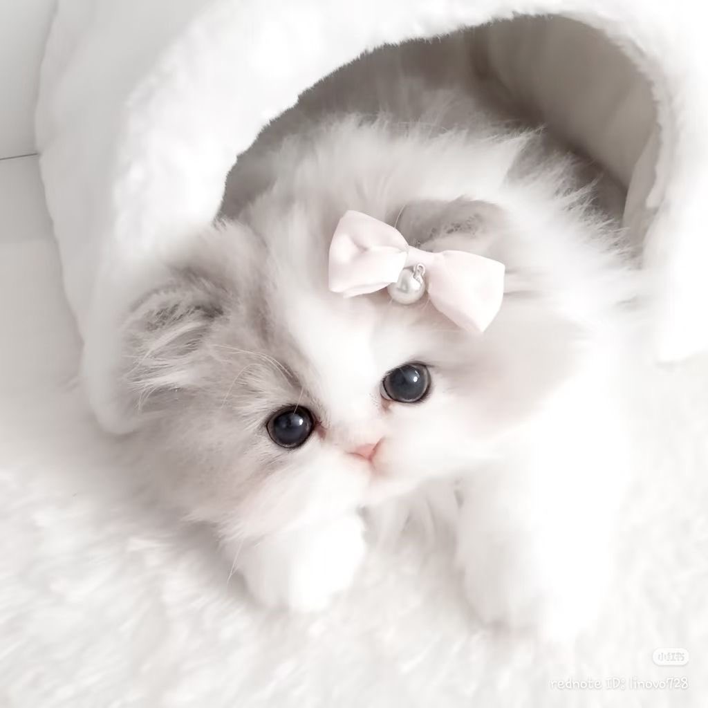 🥛*･ Canva Pro 3O วัน 💗‧₊˚

ᯤ เมลลูกค้า ─ 25฿
ᯤ เมลร้าน ─ 45฿

~ ใช้งานส่วนตัว
~ ปลดล็อกทุกเทมเพลต/ของตกแต่งพรีเมี่ยม
🪄ส่งไวมาก ต่อเมลได้งับ

🍀Line : lin.ee/fetCAqW

#หารแคนวา #CanvaPro #หารcanva #แคนวาโปร #หารcanvapro