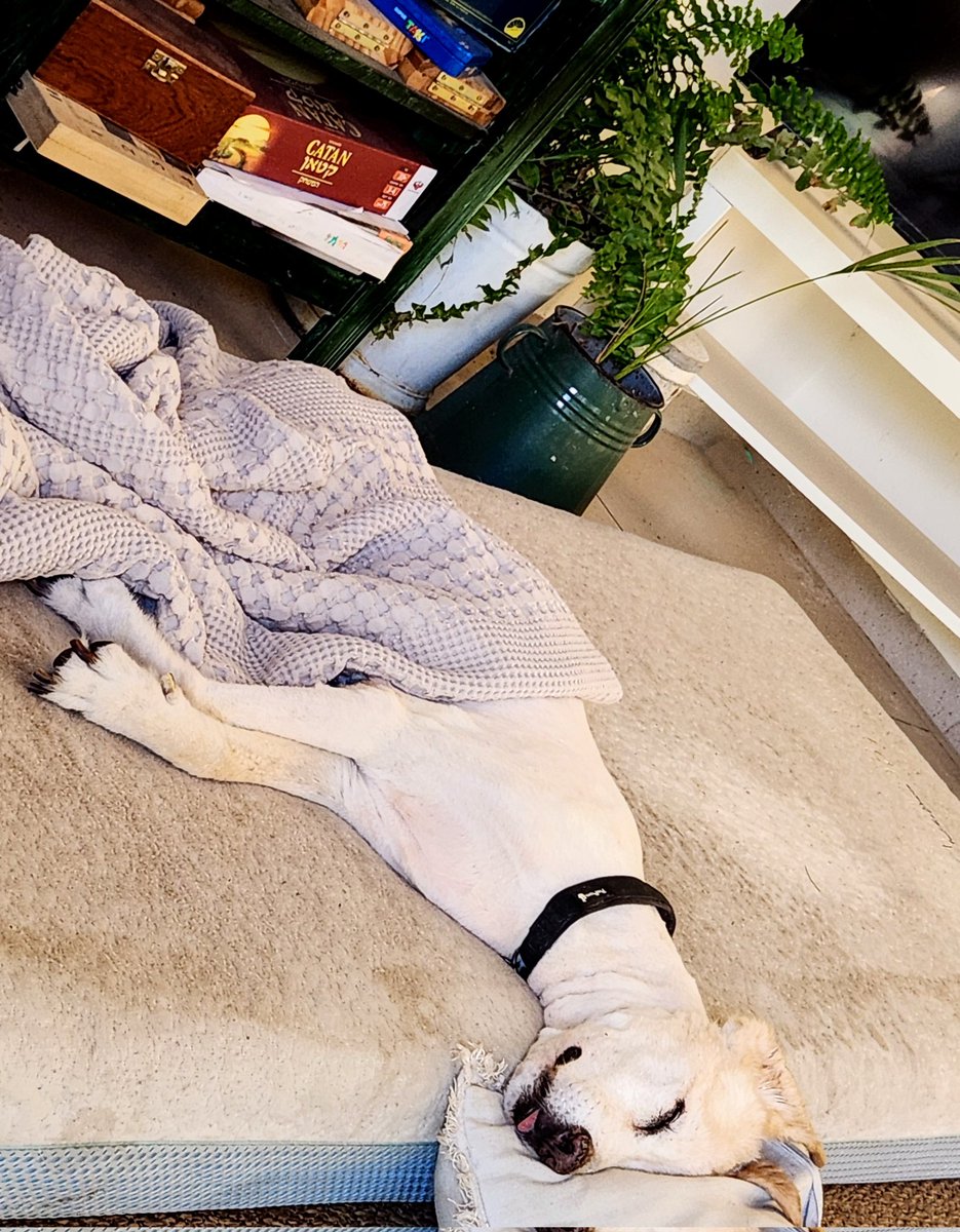 NirTopper's tweet image. מוץ' צובר כוחות כדי שתהיה לו סבלנות לכל מי שיתקן ש"עכשיו זה חתימה טובה, גמר זה בצאת החג".