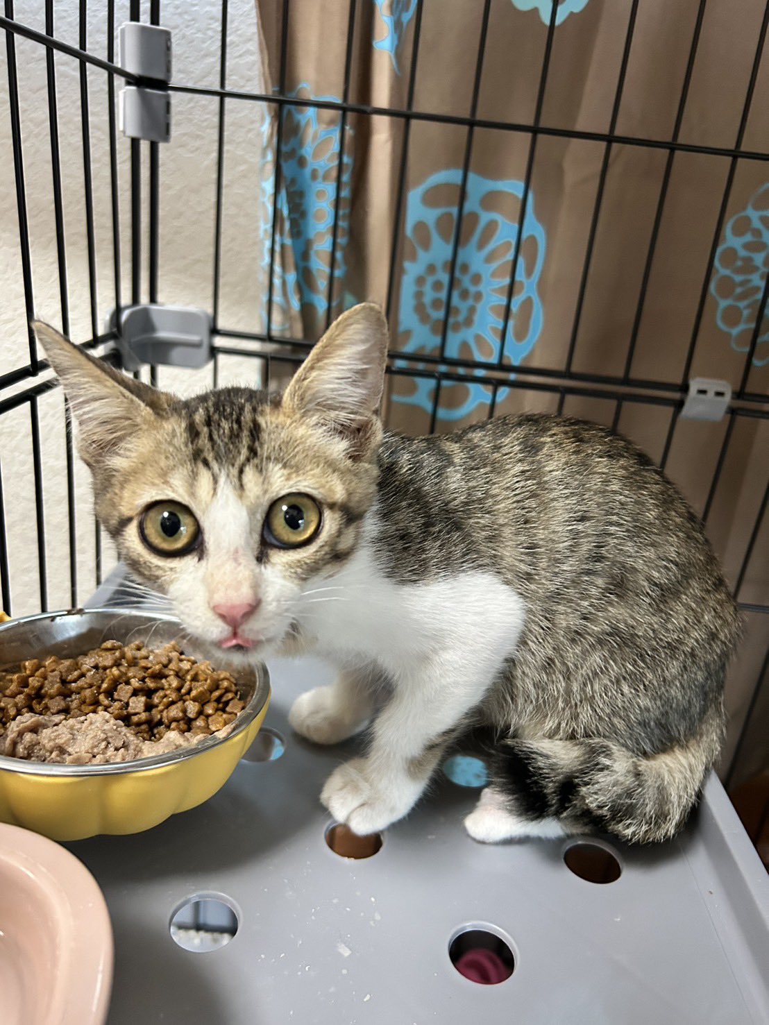 にゃん太郎 にゃん太郎 (@nyannyan__taro) / X