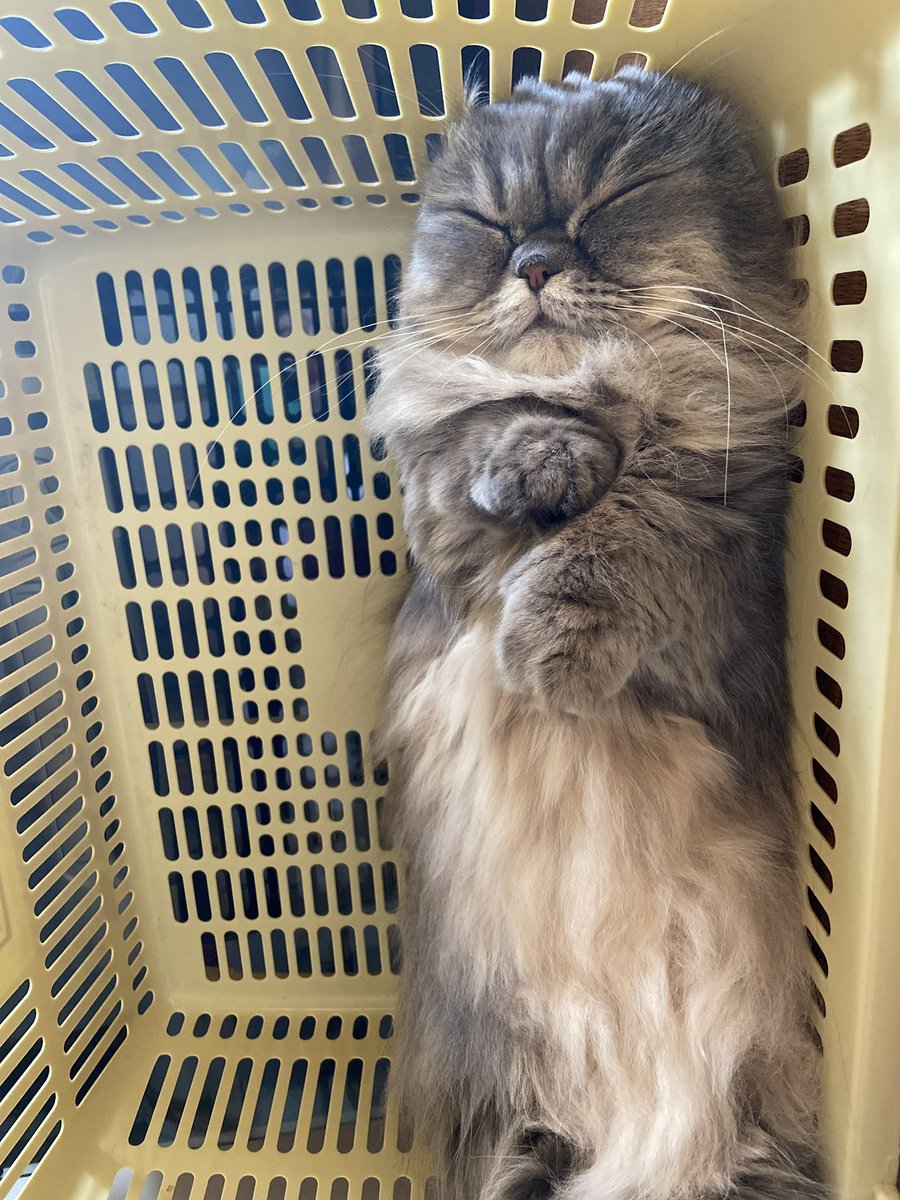 yuzuminuet's tweet image. 去年の10月の写真見ていたら、ラッコ化しているゆずがいました🦦ꕀ

#ねこかわいいね #猫のいる生活 #猫好きさんと繫がりたい𓏲𓎨