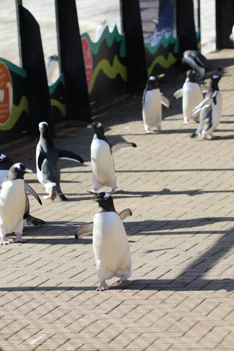 Wee Waddle makes a big return tomorrow 🥳

You'll have the chance to get up close as the gentoo, rockhopper and king penguins go for a stroll 🐧

Come and watch the Wee Waddle Thursday to Sunday at 2:15pm at Penguins Rock 💛