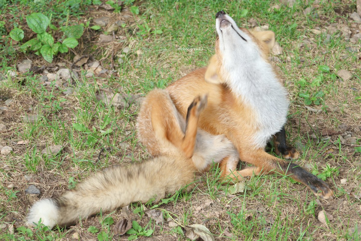 能面　狐　犬 能面 狐 犬 能面狐犬