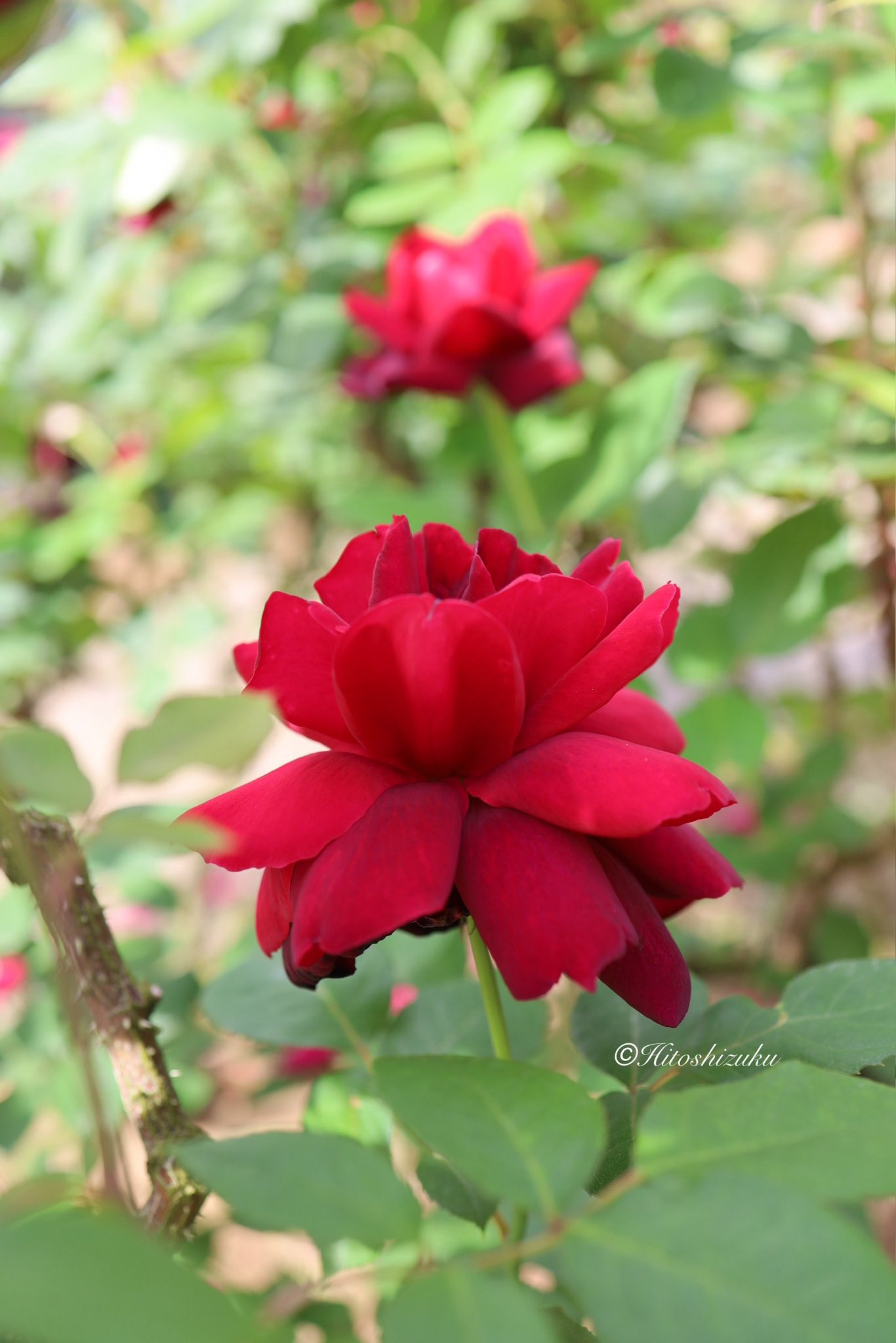 他の方発送×【薔薇】　肉質画 水彩画メイキング Vol.31「赤い薔薇を描いてみた！（その2