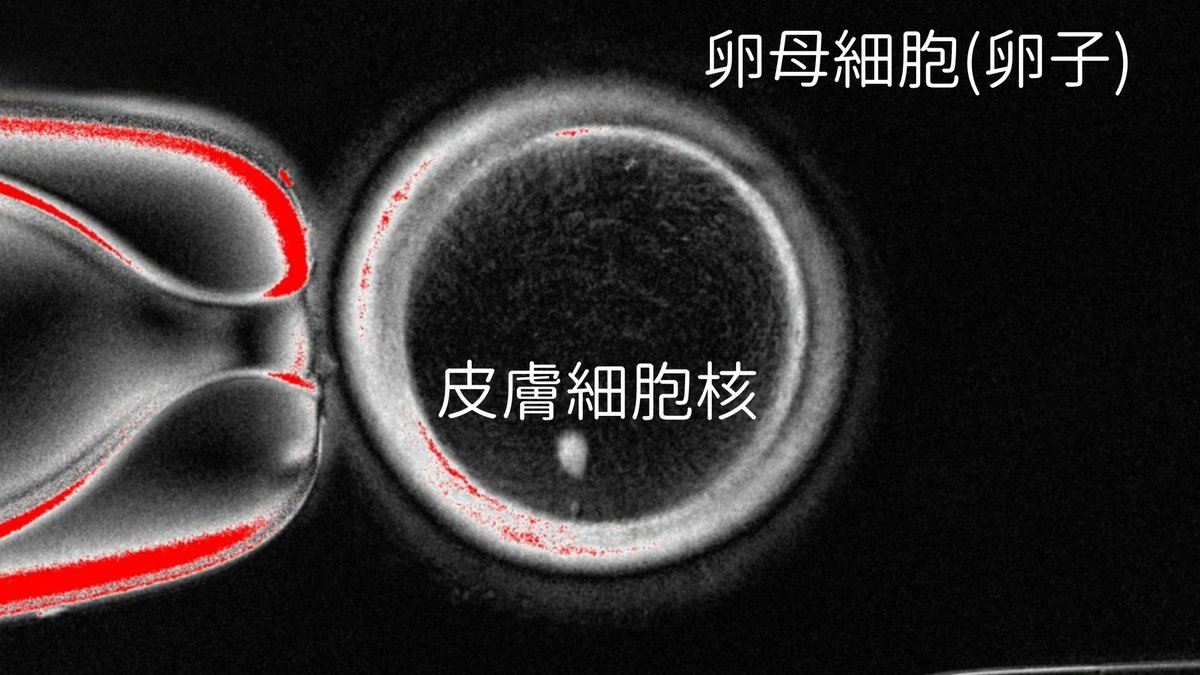 ヒト皮膚細胞から卵子を作り受精させ初期胚まで成長させることに成功！
nazology.kusuguru.co.jp/archives/185893

米OHSUはヒトの皮膚細胞から卵子のもとになる細胞を作り出し、精子と受精させ胚盤胞の段階まで成長させることに成功したと発表。ただ胚盤胞は倫理的問題から着床させることなく培養は停止されました