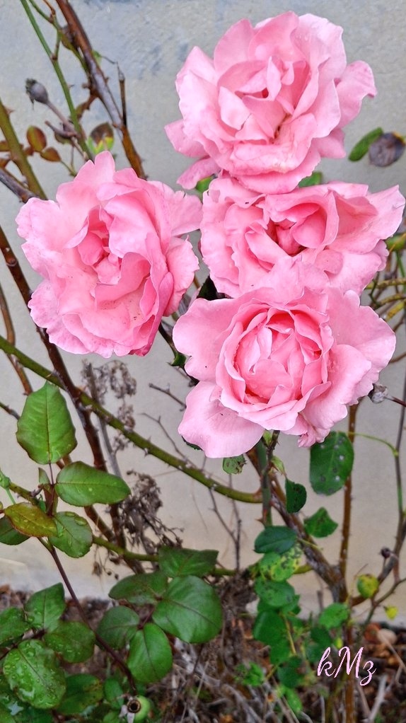 Roses can still bloom in autumn 🌹 Happy #wednesdayrose my friends 🤗🩷🍃🌞 #Rose #Flowers #RoseonWednesday #wednesdayvibes #Love #mygarden