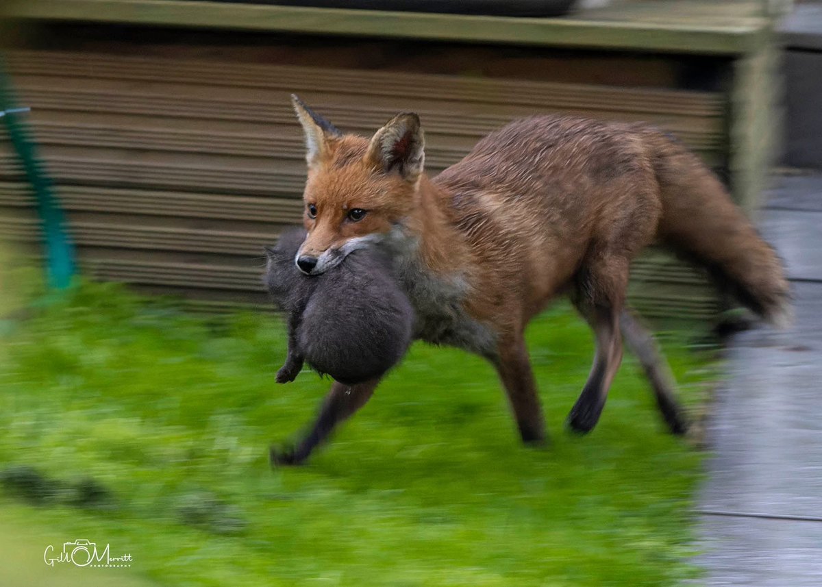 Gill Merritt tweet media