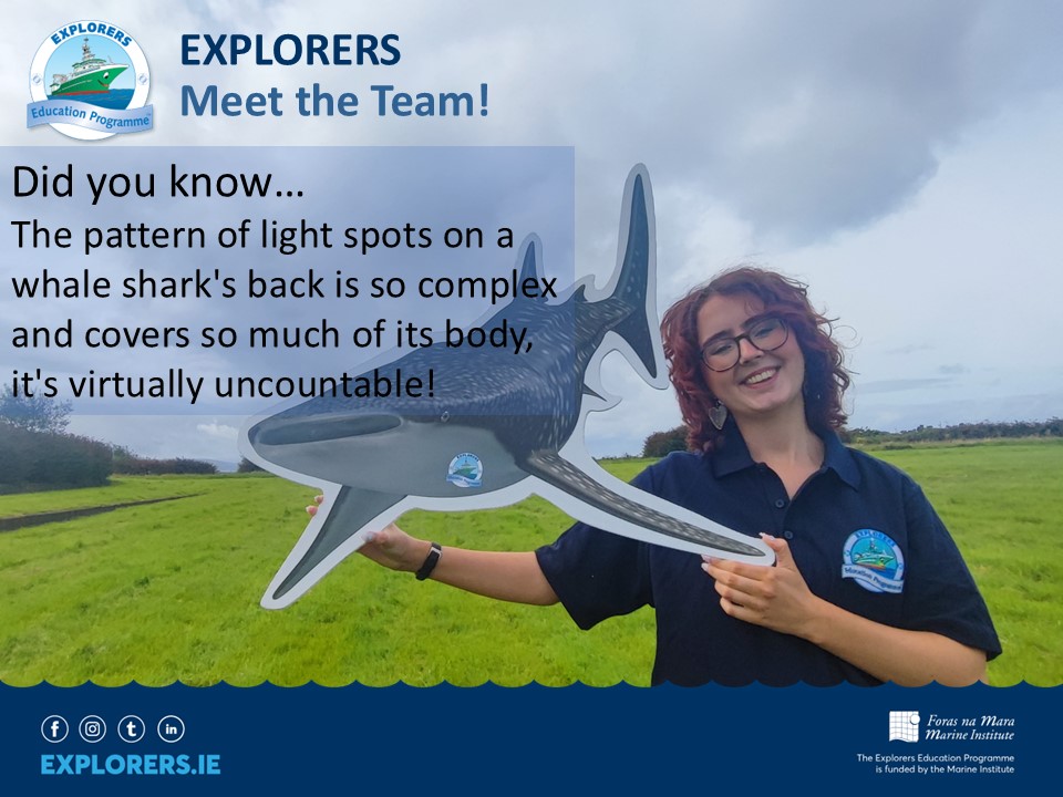 Meet Ríanna who has recently joined the <a href="/MarineInst/">Marine Institute</a>  Explorers Education Programme in County Louth!
Did you know... The pattern of light spots on a whale shark's back is so complex and covers so much of its body, it's virtually uncountable! Scientists use a special computer