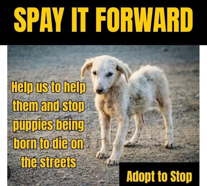 ❤️‍🩹❤️‍🩹SPAY IT FORWARD❤️‍🩹❤️‍🩹

Our ‘spay it forward campaign’ has got off to a great start for the first month! 

The first month was always going to be a little slower as it will take a little while for the new application forms to trickle through but this month from the fundraiser