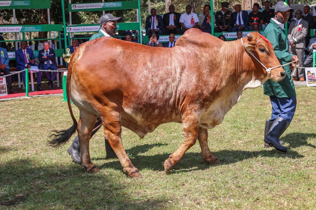 Livestock farmer cashes in as H.E President <a href="/WilliamsRuto/">William Samoei Ruto, PhD</a> buys his bull for Ksh 700,000.”
#BETAKILIMO #livestock #livestockfarming