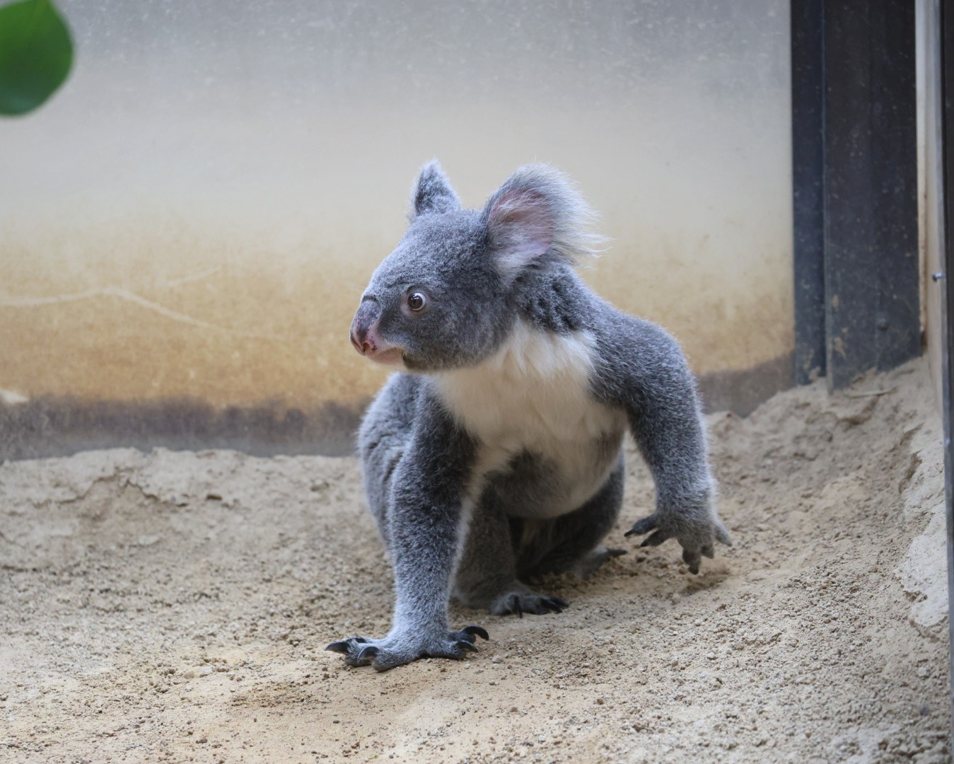 コアラ みらの🐨 on X: 