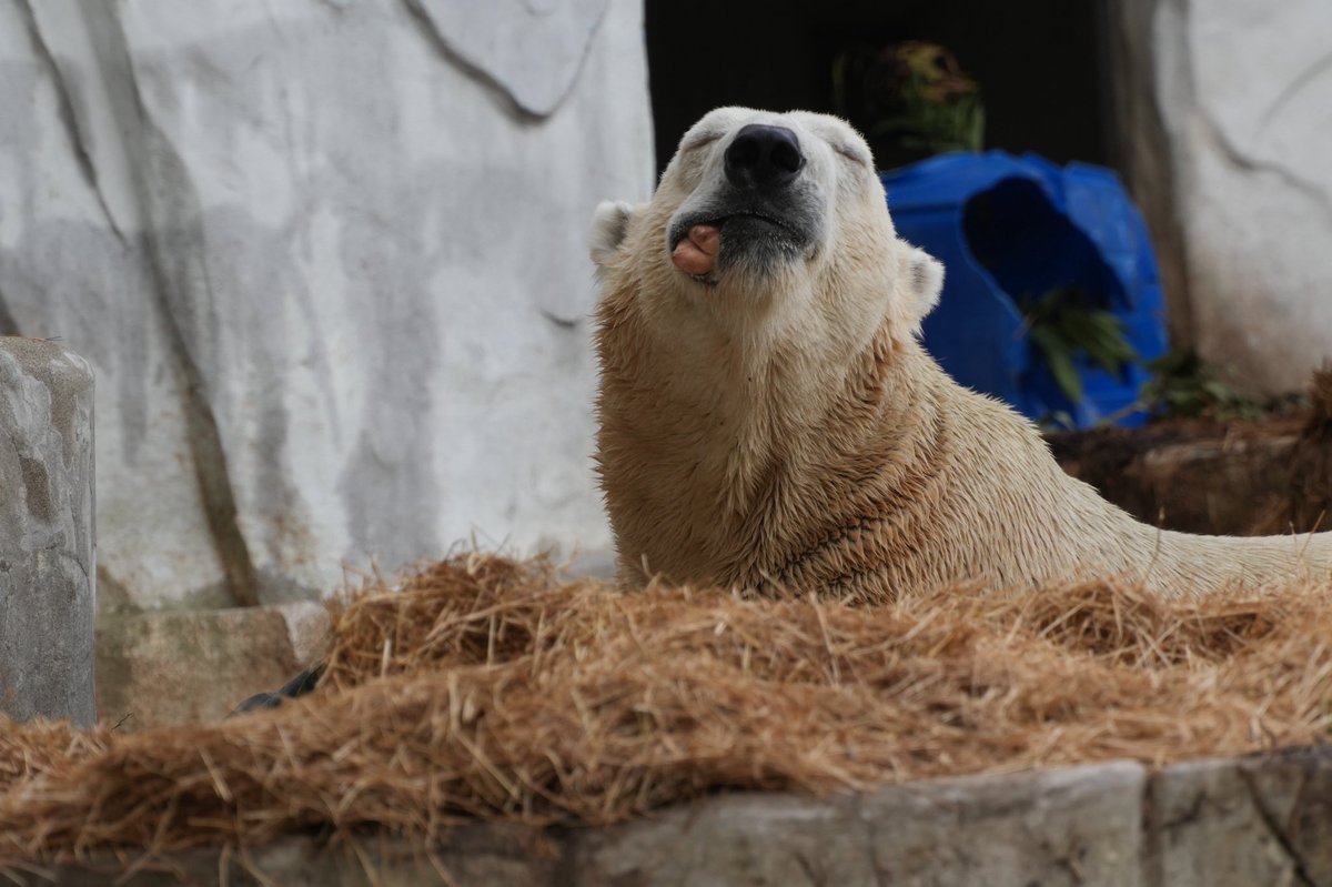 A_GOT's tweet photo. 口いっぱいに豚足頬張ってご満悦
モグモグ!
#東山動植物園
#ホッキョクグマ
#フブキ
#polerbear https://t.co/BB5wNLBV6a
