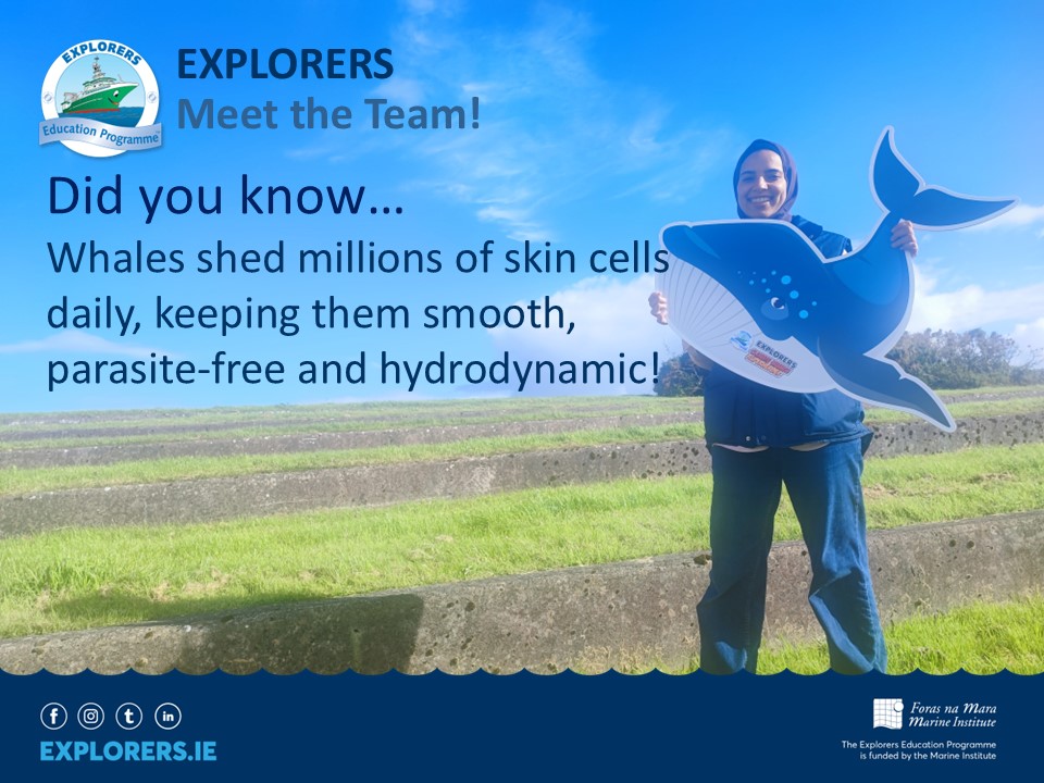 Meet Dalia who has recently joined the <a href="/MarineInst/">Marine Institute</a>  Explorers Education Programme in County Kerry!
Did you know...  🐋All whales shed their skin, similar to how humans shed skin cells. Some whales, especially those that live in cold waters, have a dramatic yearly molt. Bowhead,