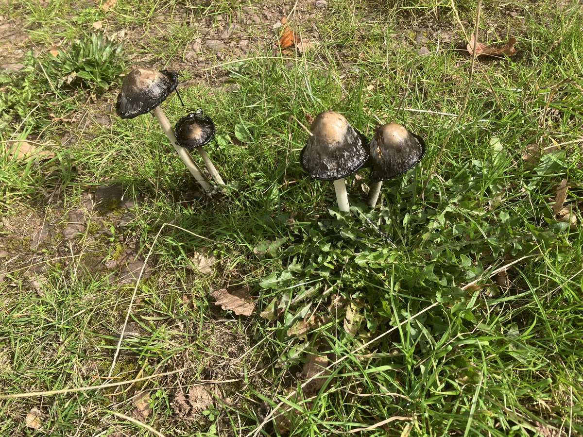 It’s a good year for fungi