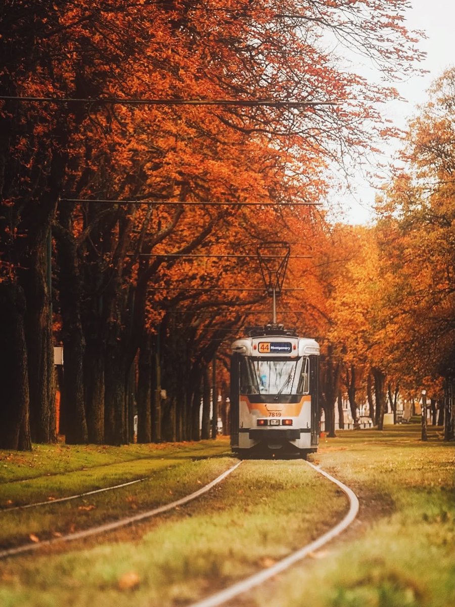 Autumn magic between Tervuren and Brussels 🚋🍁
📍 Tervuren, Belgium
📸 <a href="/aries_setya/">Aris Setya</a>
<a href="/FlemishBrabant/">Flemish Brabant</a> <a href="/visitflandersfr/">Visit Flanders FR</a> <a href="/vlaams_brabant/">Vlaams-Brabant</a> #tervuren #belgium #visittervuren #autumn #fall #leaves #flanders #tramride #fallcolors #goldenhour  #autumnvibes