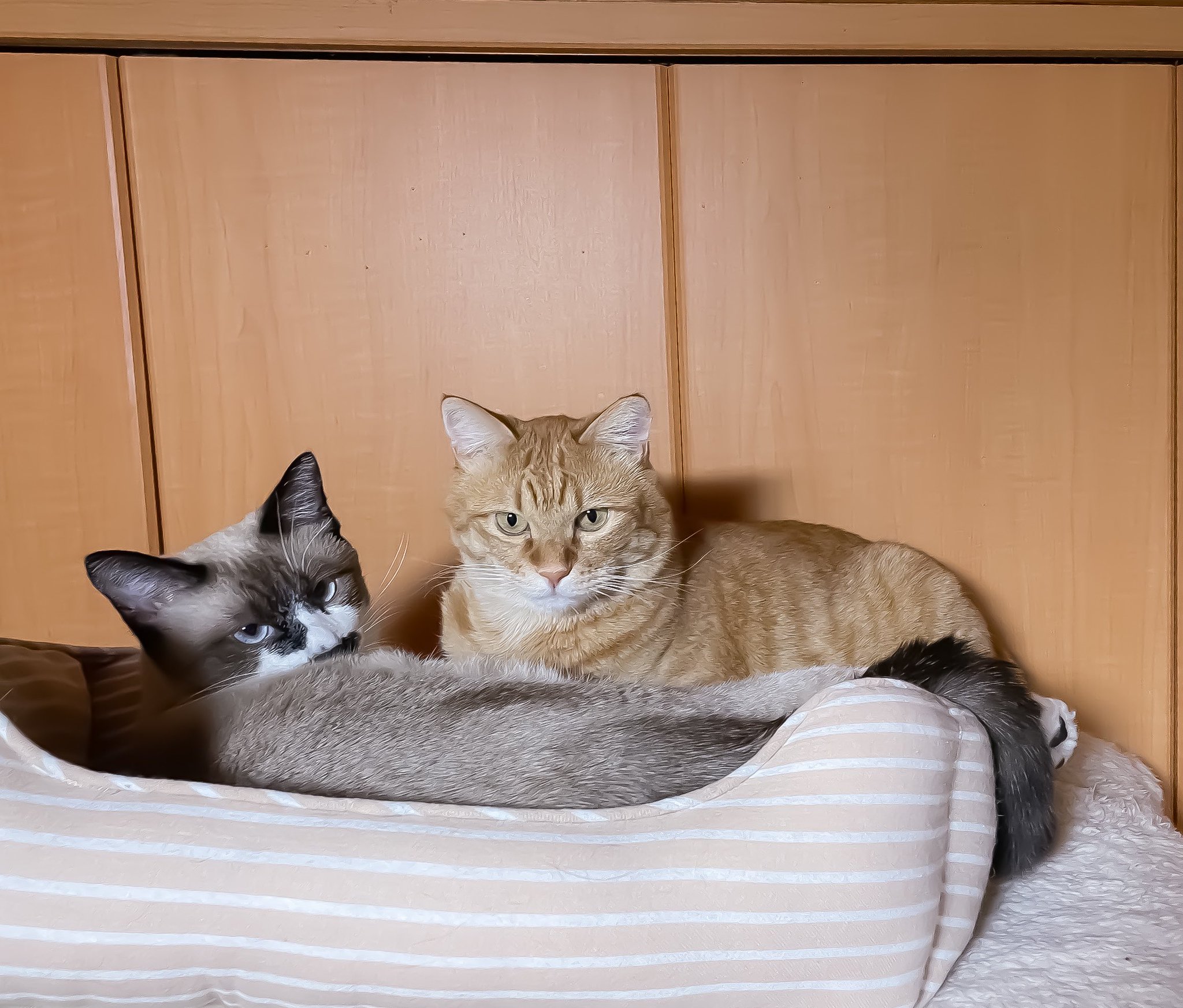 あちゃん様御予約❤ミーナちゃんと♡生後10日♡うるうるオメメの子猫ちゃん♡ あめちゃん母ちゃん by Zf003971 - YouTube