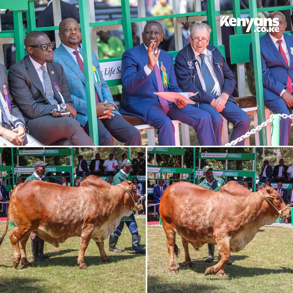 President Ruto buys a bull at Ksh 700,000 during a live auction at the ongoing Nairobi International Trade Fair