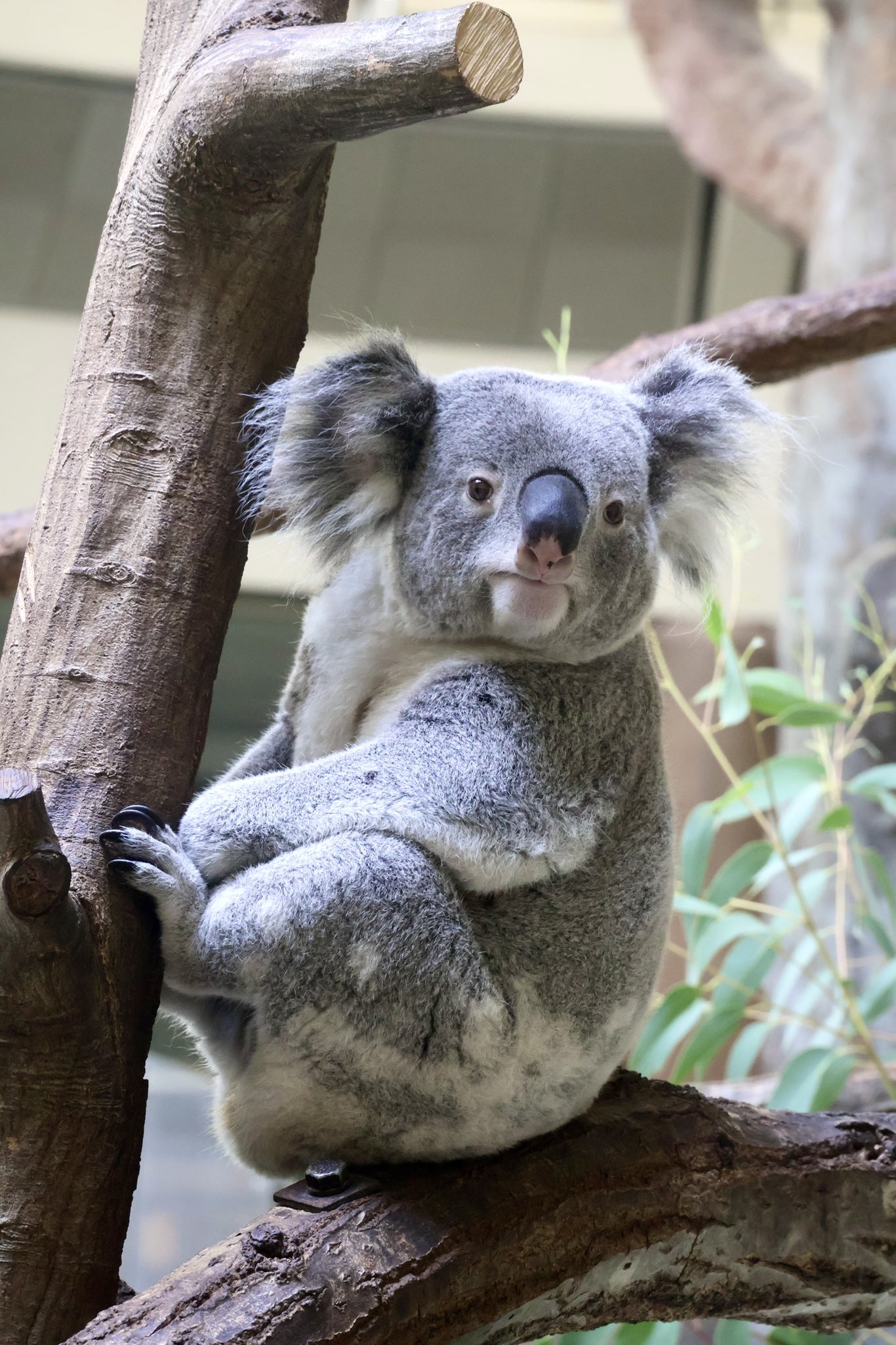 コアラ ?media_id=3683194400034793396