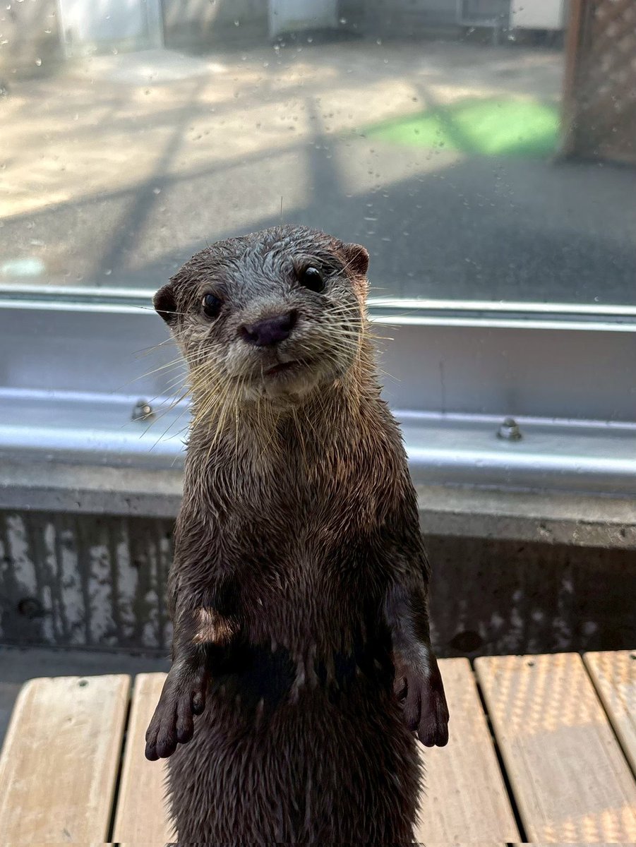 コツメカワウソと仲間たち【よみうりランド公式】 (@yomiuriland_ani