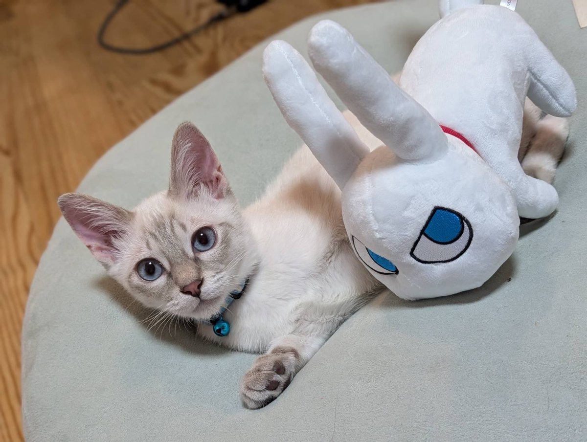 cocohayashi515's tweet image. 母が大好きなみみねこさん、実家にやってきたと報告がありました♪

我が家のいぬねこともご対面。

先月から林家の一員となった新入りねこちゃんとも、記念撮影です。
#アニメCITY #animeCITY