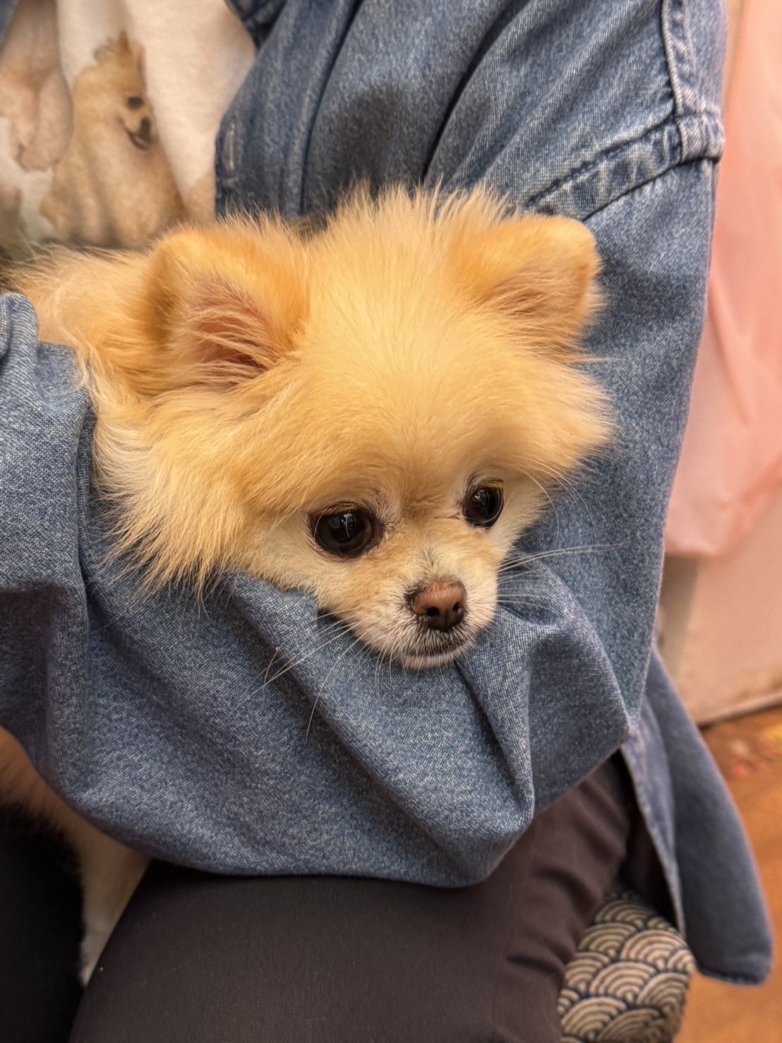 ⭐︎専用⭐︎ ポメラニアンの足様 ⭐︎専用⭐︎ ポメラニアンの足様 楽天市場】犬 靴 ポメラニアン