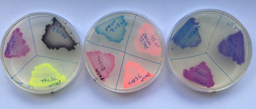 I hope it’s a fun demonstration of the diverse modules made available by our amazing Synbio team 🤩