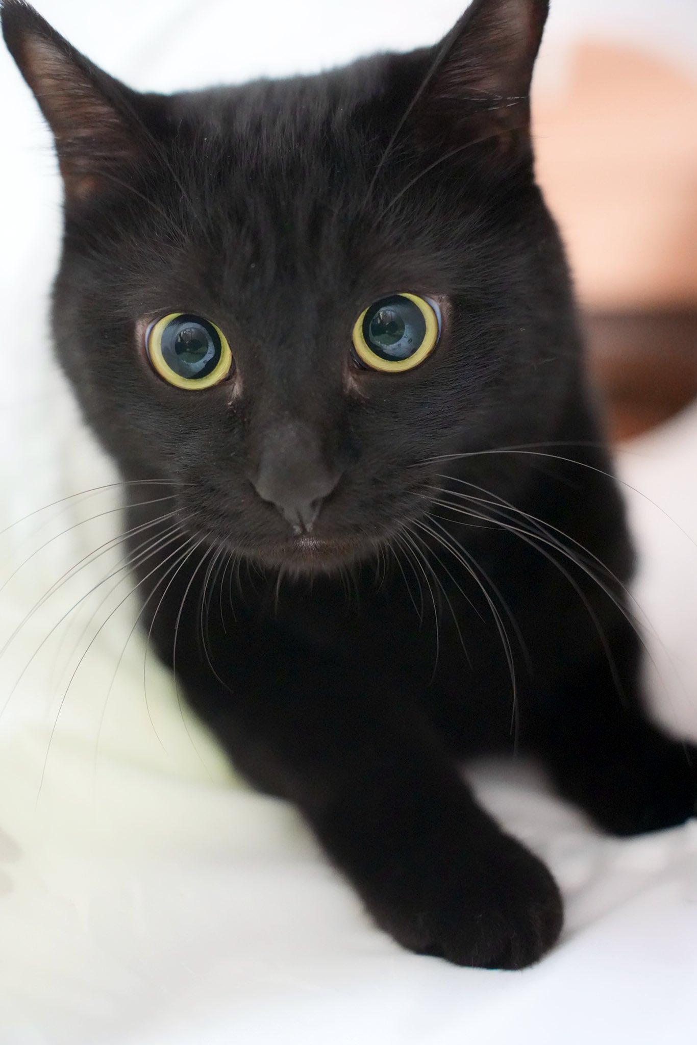 くろねこ＊ページ 鍵しっぽだよ🐈‍⬛ブラッシング終了🪮 #ジュウハン #黒猫 #鍵