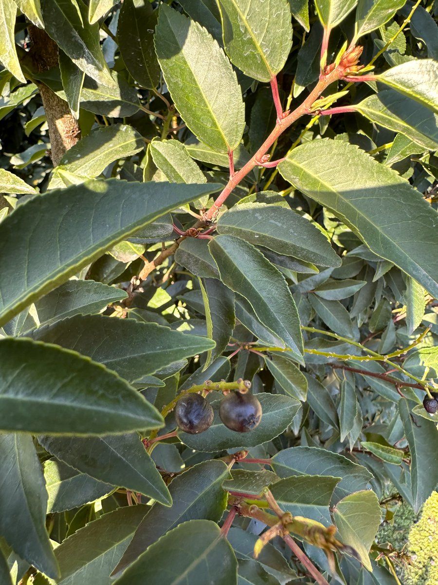 Our Portuguese Laurel Instant Hedge:
Produced in 1m long trough bags, which are easy to handle 
Priced competitively with hundreds of metres in stock
Minimum order = 3 linear metres. Volume discounts available!

🔗 shop.pracbrown.co.uk/product/portug…