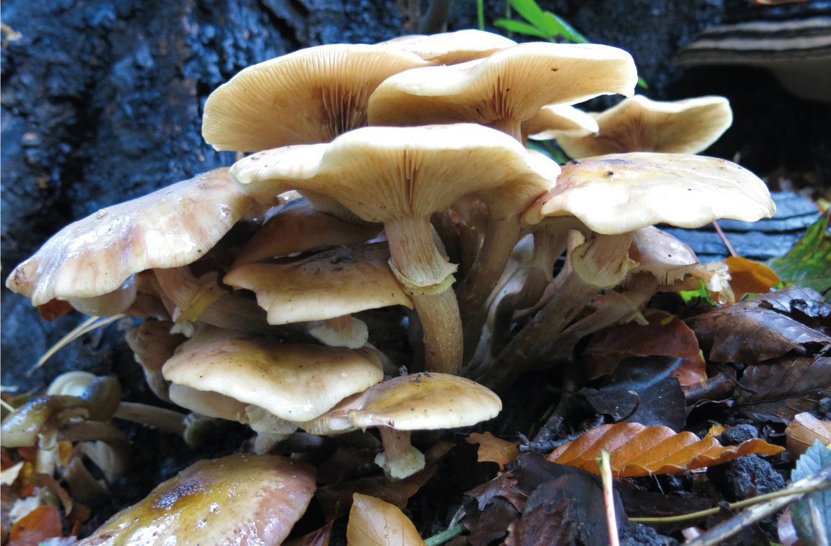 Kearsneyparks's tweet image. We welcome the month of October with a beautiful autumn photo taken by Ruth King for this year's Kearsney Calendar
Armillaria mellea, commonly known as honey fungus, are characterised by their honey-coloured caps, which can reach up to 10cm in diameter
#kearsneyparks #autumnvibes
