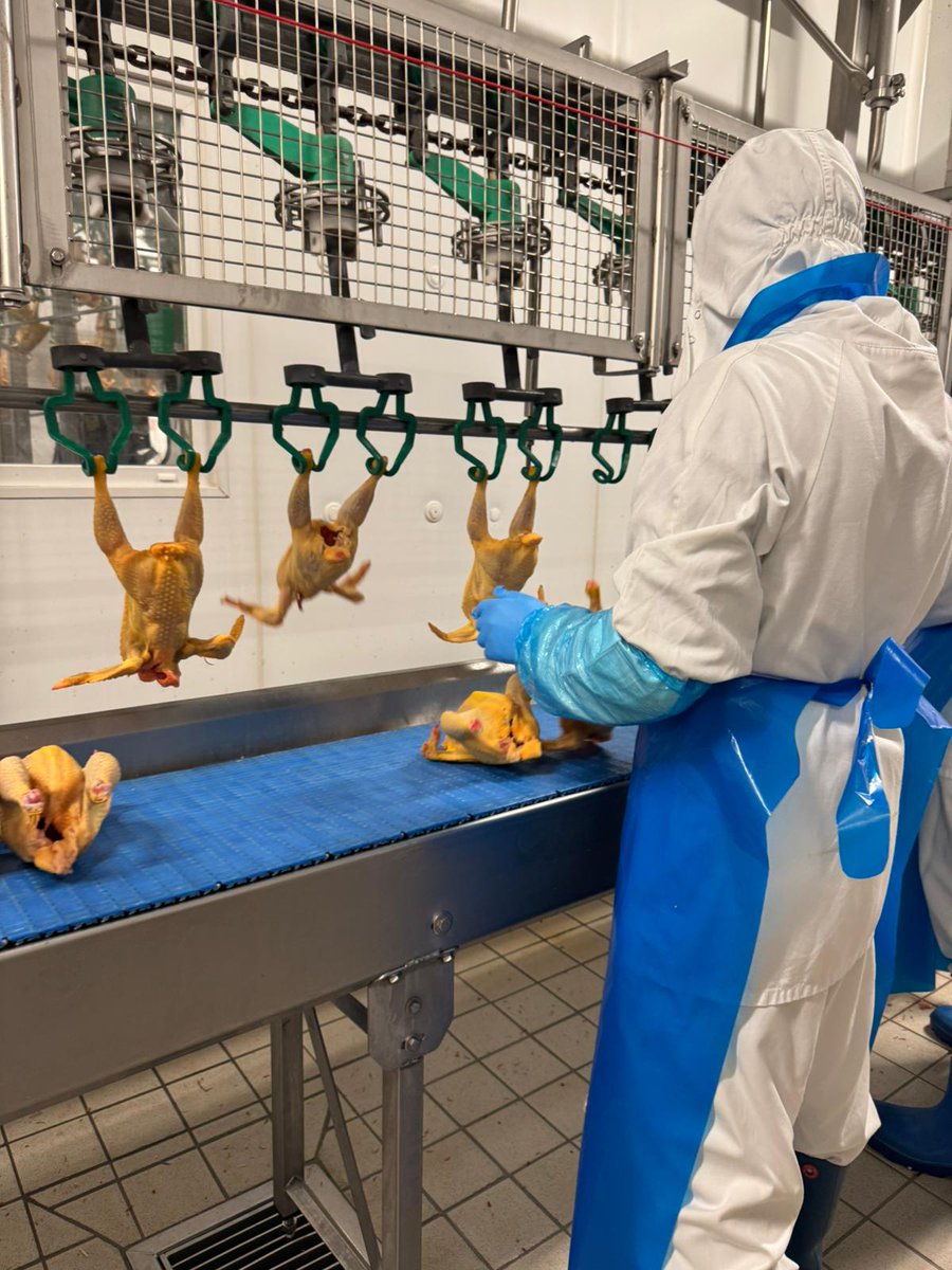 Image for the Tweet beginning: Chapons, poulardes et pintades festives,