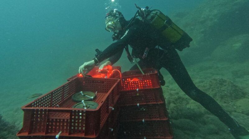 ☑︎ Extreme UnderWaterWines, nasce il vino del mare | Cinque Terre protagoniste di un primato mondiale: sperimentata per la prima volta la combinazione di immersione delle uve e affinamento subacqueo. | LEGGI QUI ➨ rossorubino.tv/?p=51698