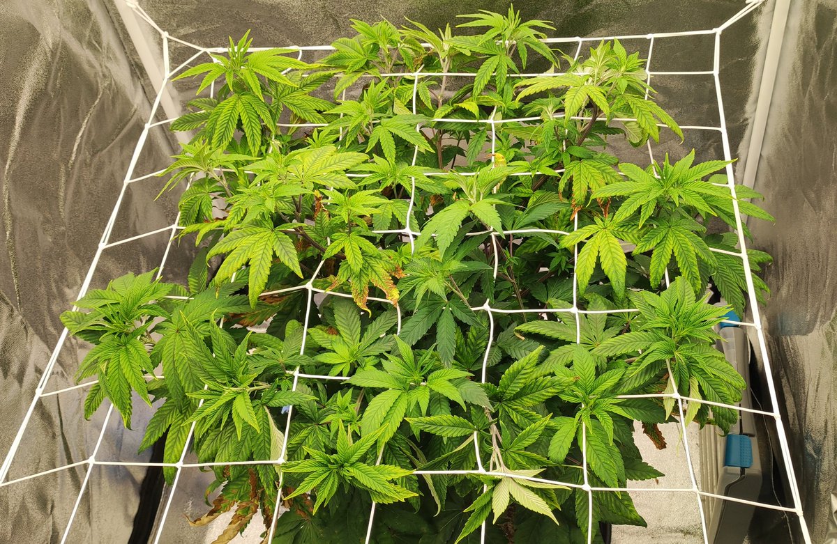 Das ist mein momentanes Plätzchen leider aufgrund des PH-Wertes einen leichten Kalzium und Magnesium Mangel bekommen jedoch kriege ich es langsam in den Griff 😁