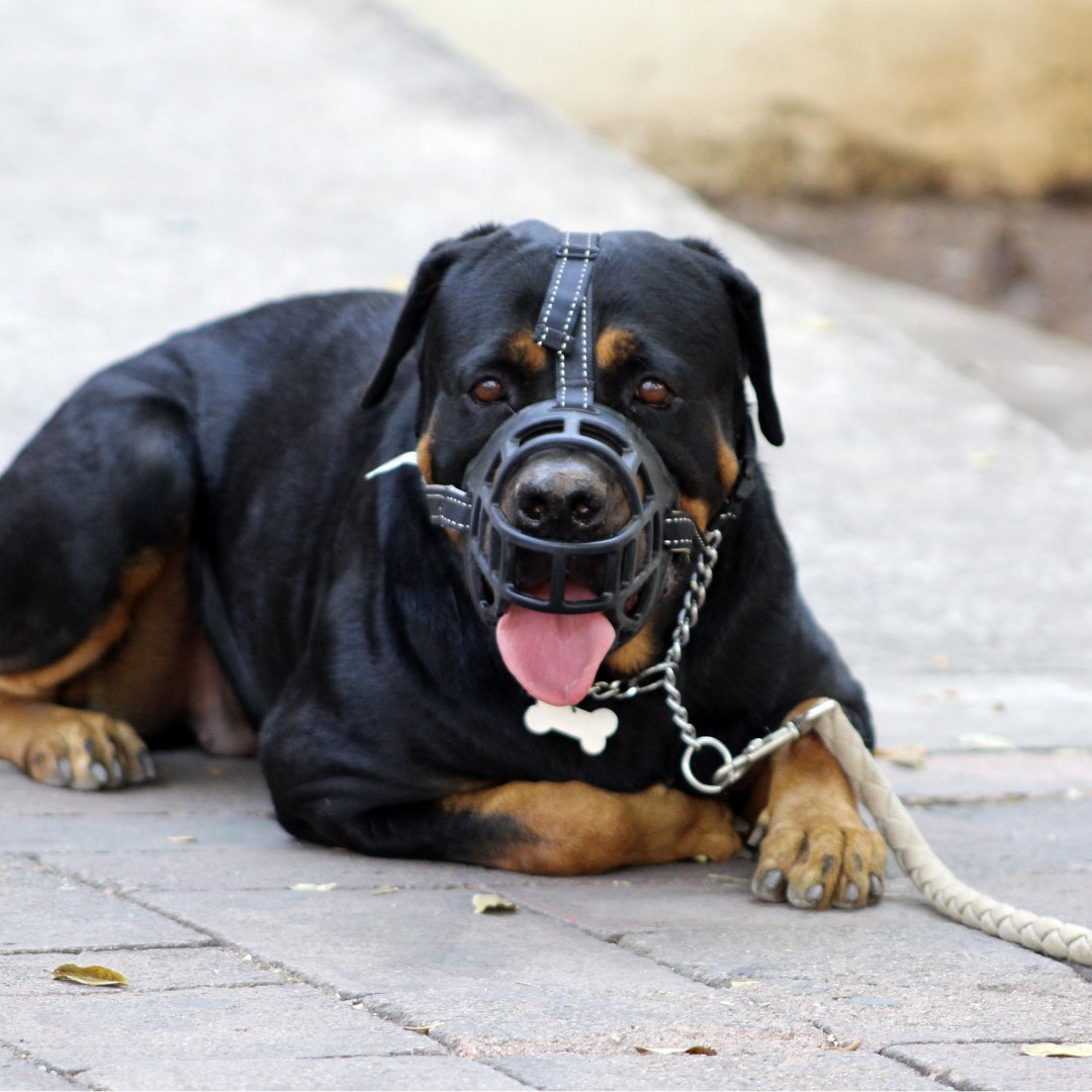 DogDeskAction's tweet photo. 6/6
So letโs change the story.
A dog in a muzzle isnโt โdangerous.โ
Theyโre cared for by a responsible guardian.
Please share this thread to help end the stigma!
#MuzzleTraining #DogCare #Dogs https://t.co/iHRA30TTXX