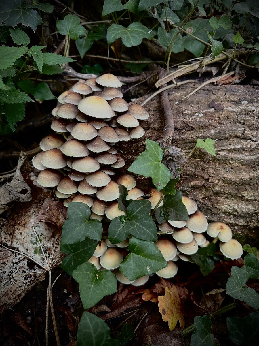 Carol Thomas tweet media