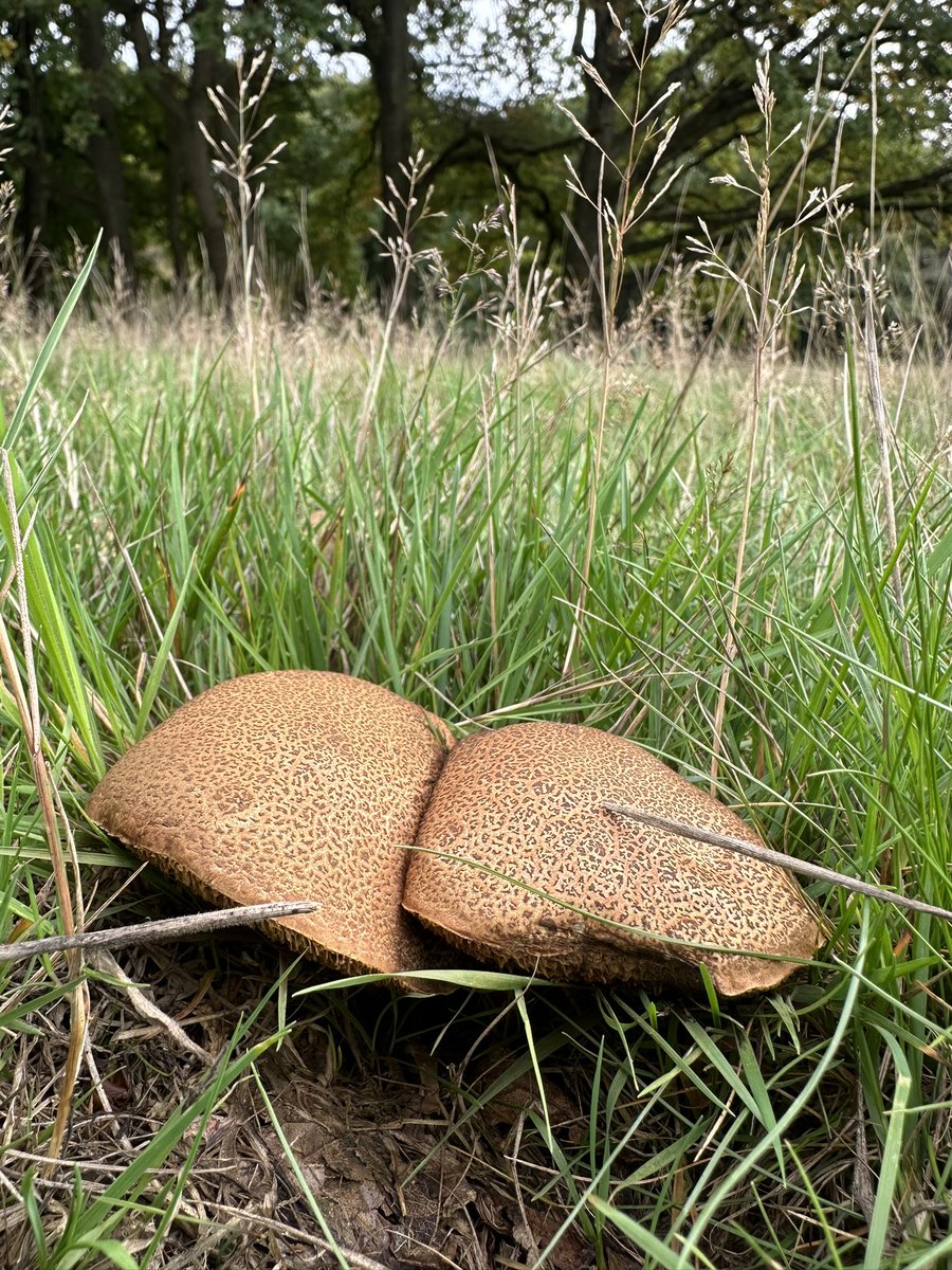 Carol Thomas tweet media