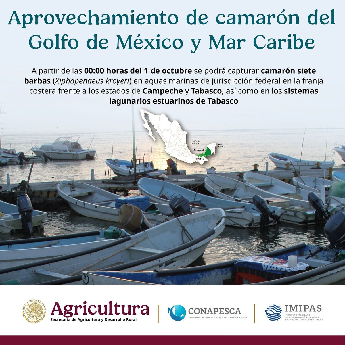 ✅ Inicia periodo de extracción de camarón en el Golfo de México y Mar Caribe.