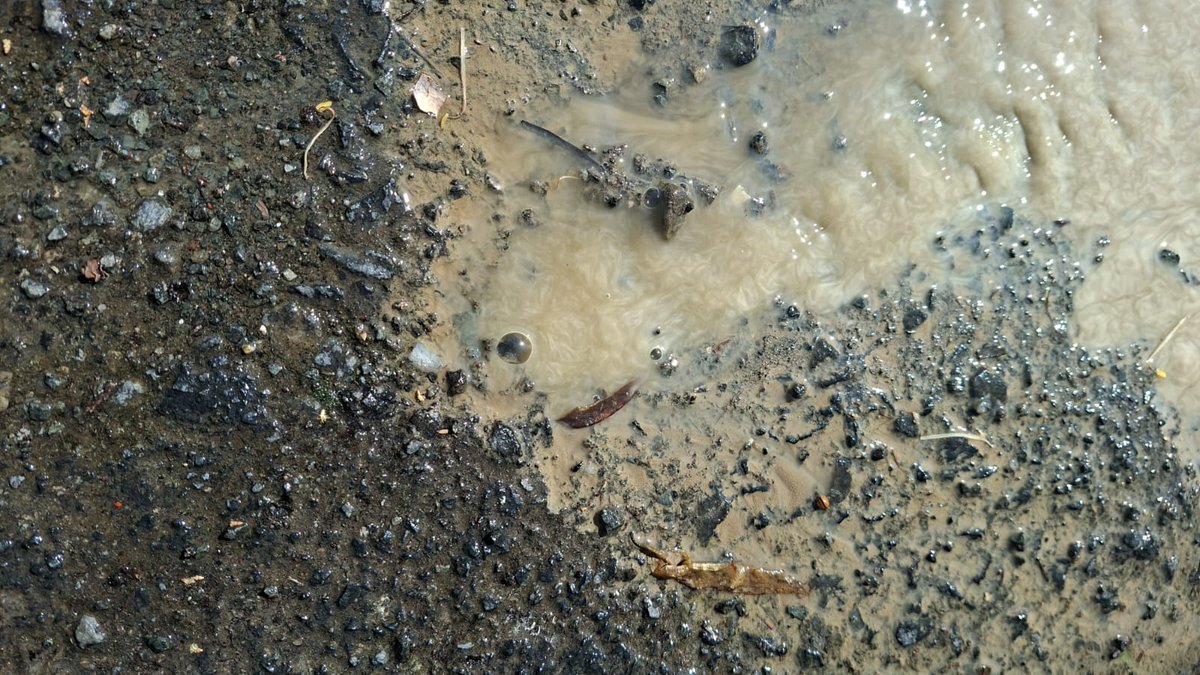 stefano madies tweet media