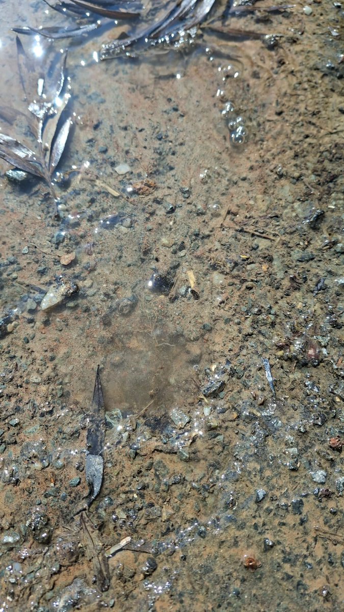 stefano madies tweet media