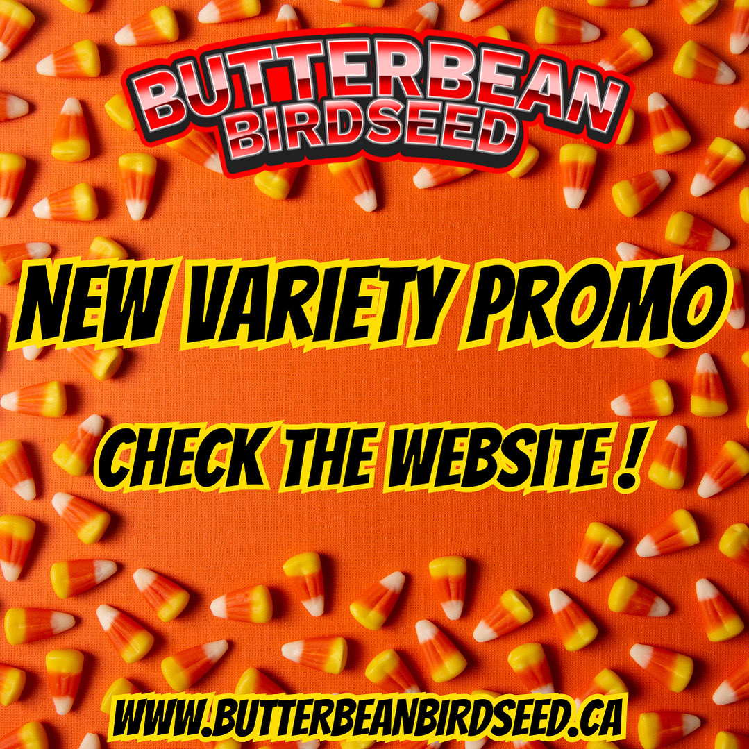 ButterbeanBirdseed.ca tweet media