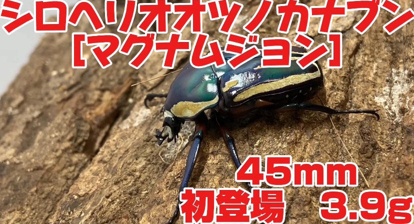 しめじページ しめじ (@SMG_Shimezi) / X