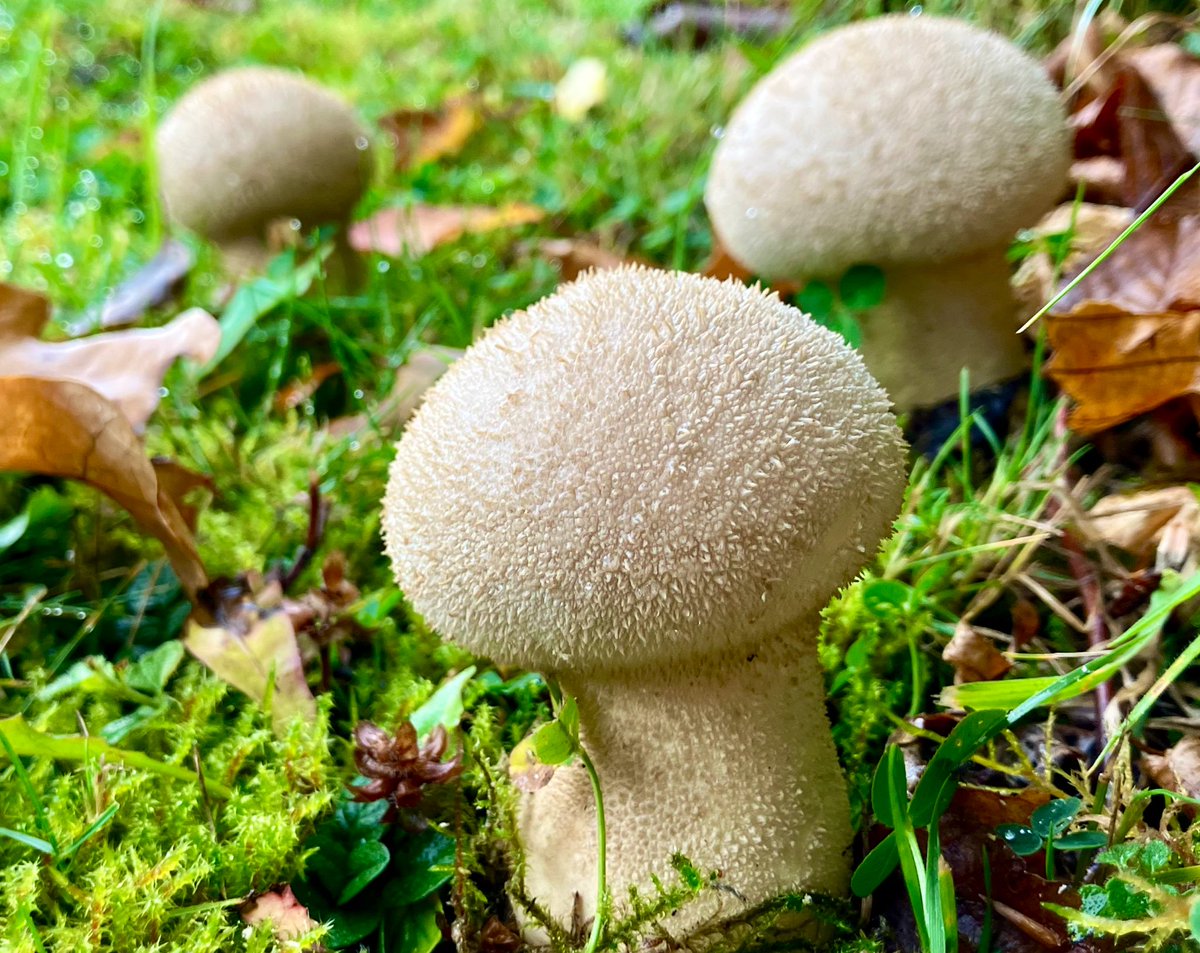 cloudymamma's tweet photo. πβπ« π October surprises in my gardenβ¦
the Common Puffball Family emerge from the undergrowth
#mycology #fungi #puffballs #MyGarden https://t.co/tqM4E7IWCO