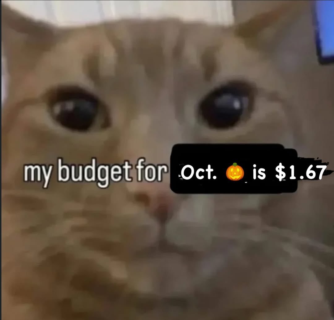 LiterallyMeCats (@literallymecats) on Twitter photo 