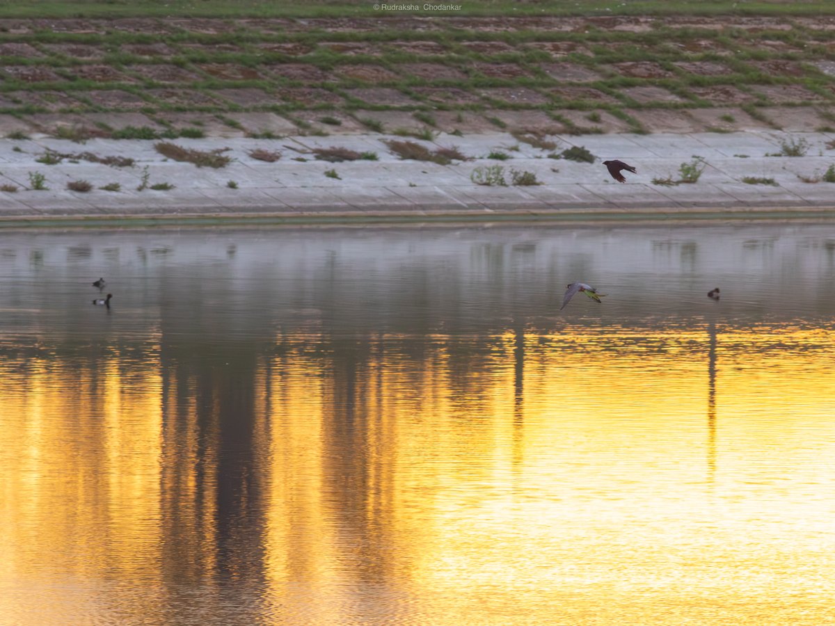 Massive flock of what looked like Parakeets going south (at least 2000!). And then a Peregrine Falcon snapped one of them. At Staines Reservoirs today morning.

#londonbirds <a href="/SurreyBirdNews/">SurreyBirdClubNews</a> <a href="/_BTO/">BTO</a>