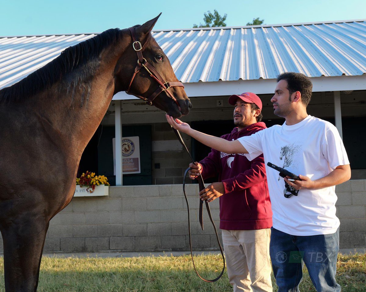 Alabdullatif Bloodstock tweet media