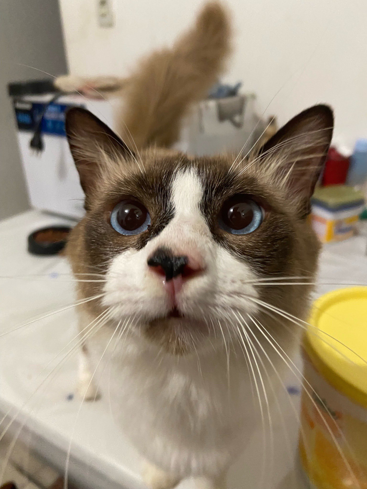 猫さん 404385-01 emmi Puma Speedcat OG Nuance Gray (Men's) | eBay