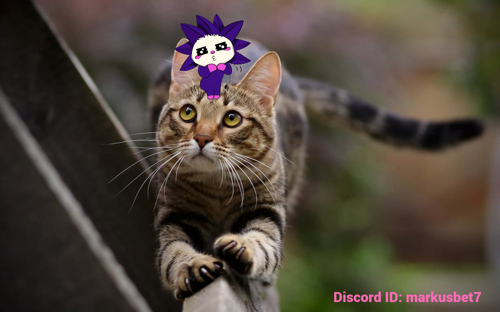 Chogtober is chog!
<a href="/ChogNFT/">Chog (mainnet arc)</a>