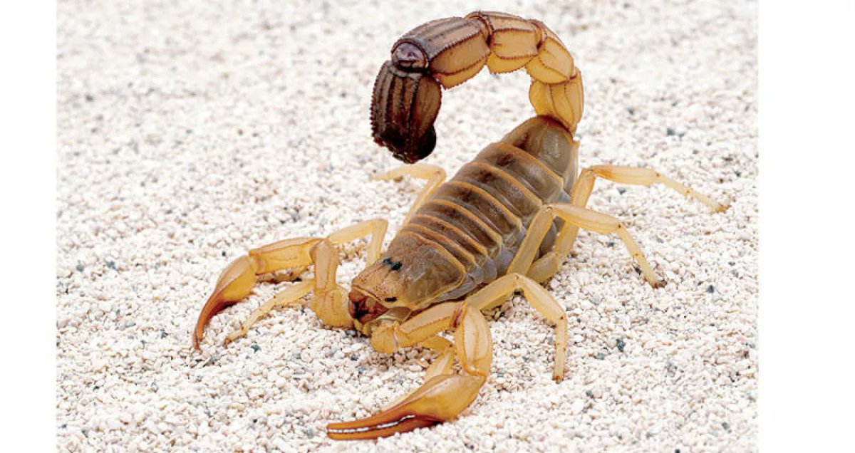 يتداول النشطاء مقطعًا للقاء مكي، أحد منتجات الجزيرة، قبل شهر واحد من الآن، ولا أكثر، يقول فيه أن سلاح المقاوم امتدادٌ لجسده، وهذا صحيح. على أنه تم قبل يومين تحديث لقاء مكي، لتصبح مسألة السلاح بالنسبة له، في نسخته المحدّثة، محض تفصيلٍ هامشي، لأن المقاومة فكرة، ما إن تأتيك حتى