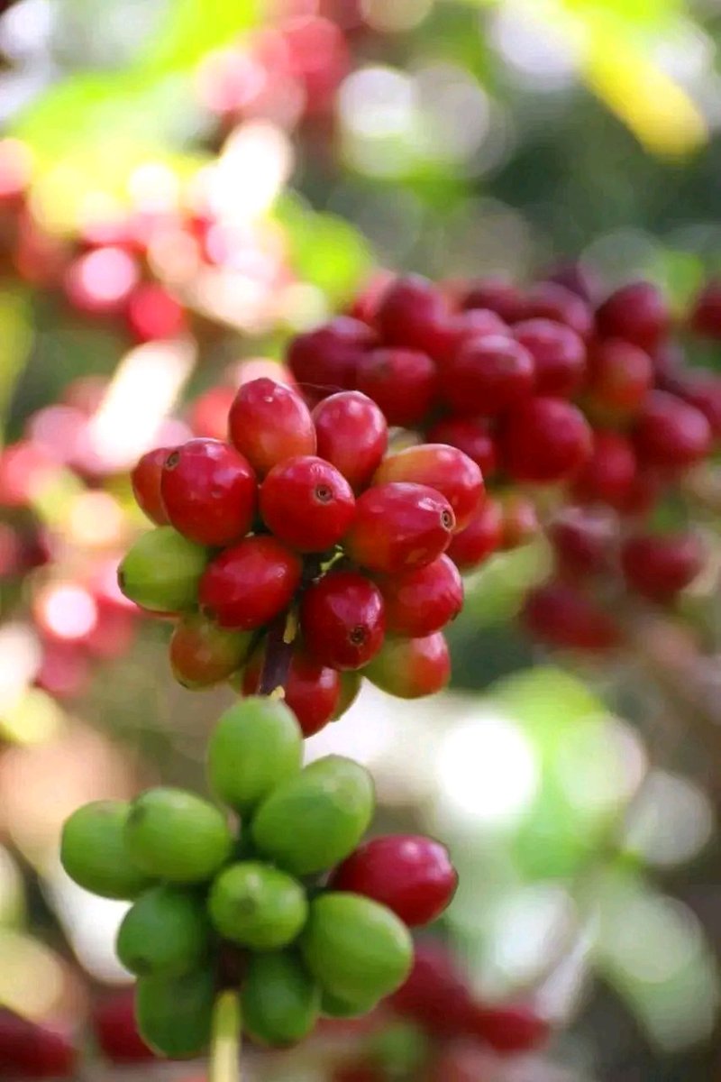 AmareDagnaw1's tweet photo. #Happy International Coffee Day from Ethiopia, the birthplace of coffee! 🇪🇹
#More than just a cash crop, coffee holds a special place in Ethiopian culture, bringing families and friends together through a beautifully choreographed coffee ceremony found nowhere else.
#VisitEth https://t.co/TJDV4j0NKO
