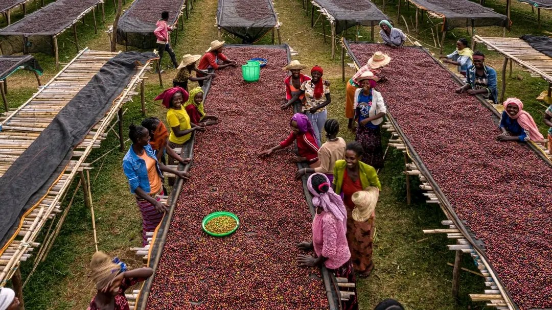 AmareDagnaw1's tweet photo. #Happy International Coffee Day from Ethiopia, the birthplace of coffee! 🇪🇹
#More than just a cash crop, coffee holds a special place in Ethiopian culture, bringing families and friends together through a beautifully choreographed coffee ceremony found nowhere else.
#VisitEth https://t.co/TJDV4j0NKO