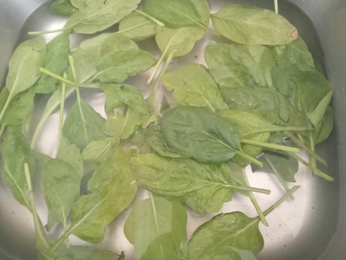 Baby spinach, #urbanFarm #BackYardFarm #BabySpinach