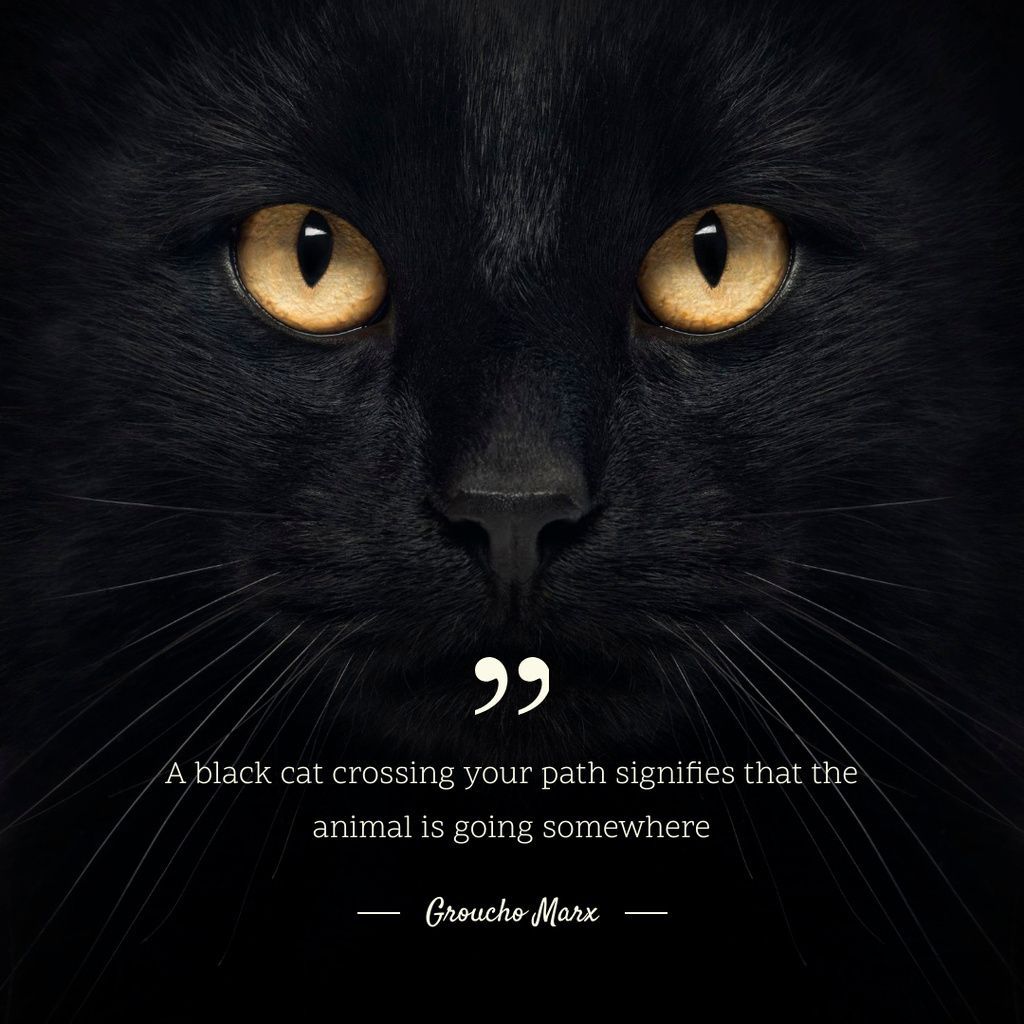 Happy Fall! As spooky season approaches, remember this pearl of wisdom from Groucho Marx:

(&amp; if you're a fan of black cats, join my monthly newsletter &amp; follow the journey of three kitten sleuths saving their rescuer from the human pound #cozymystery ➡️ buff.ly/f2dbQm2 )